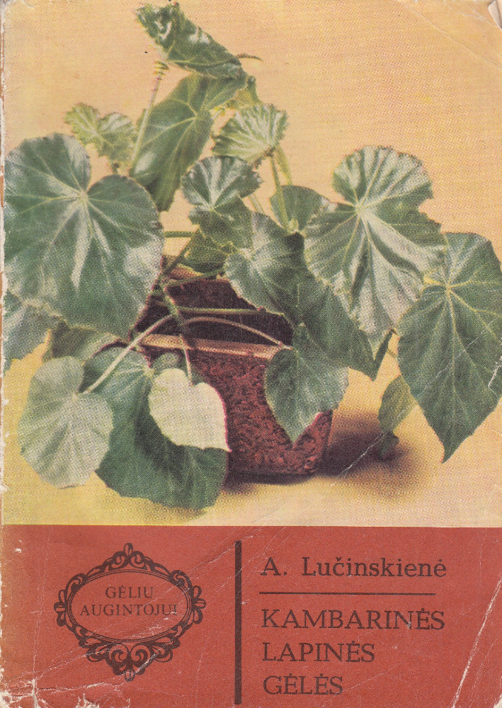 Kambarinės lapinės gėlės
