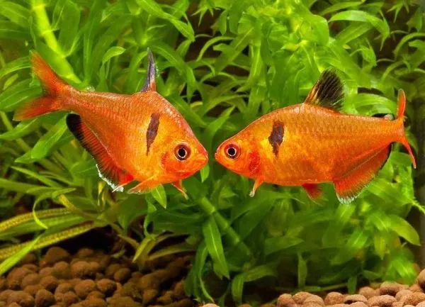 KNYGOS