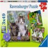 Dėlionės komplektas Ravensburger Kittens 080465