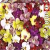 Orchid Collage, 48 cm x 68 cm, 1000 vnt. Educa dėlionė