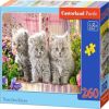Three Grey Kittens B-027491, 23 cm x 32 cm, 260 vnt. Castorland dėlionė