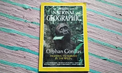 NATIONAL GEOGRAPHIC ORPHAN GORILLAS